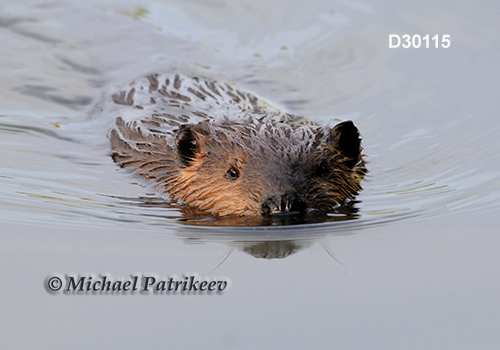 North American Beaver (Castor canadensis)